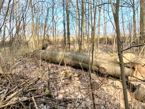 Bois de chauffage à faire : hêtre, Tuin en Terras, Brandhout, Beukenhout, Ophalen of Verzenden