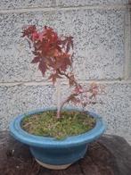 Pré bonsaï ÉRABLES DU JAPON 15 €, Tuin en Terras, Planten | Bomen, Ophalen