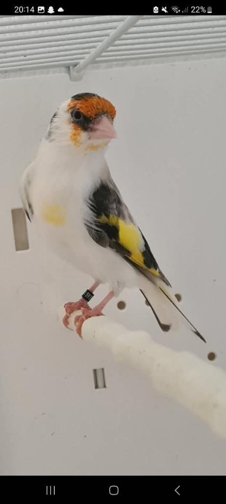 Chardonneret, Dieren en Toebehoren, Overige Dieren-accessoires, Nieuw, Ophalen