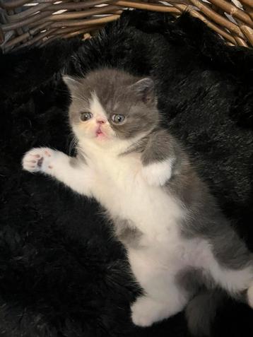 kittens Exotische korthaar beschikbaar voor biedingen
