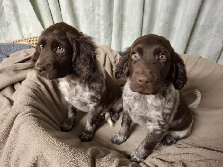 Heidewachtel / Munsterlander pups, Dieren en Toebehoren, Honden | Retrievers, Spaniëls en Waterhonden, Meerdere dieren, Labrador retriever