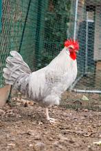 Opal legbar haan, Dieren en Toebehoren, Pluimvee