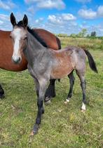 Uniek hengstveulen uit Blendy van Klapscheut van Allroad 200, Dieren en Toebehoren, Paarden, Met stamboom, Springpaard, Niet van toepassing