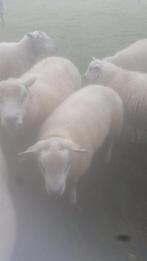 Mouton à vendre, Animaux & Accessoires, Mâle, Mouton, 0 à 2 ans