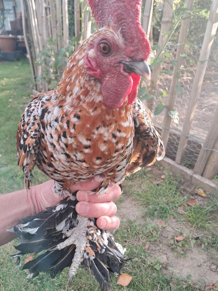 2 hennen en 2 hanen sabelpootkriel beschikbaar, Animaux & Accessoires, Volatiles, Poule ou poulet, Plusieurs animaux