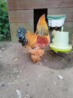 Brahma buff Colombia broedeieren, Poule ou poulet, Sexe inconnu