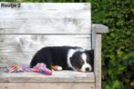 Prachtig tricolor zwart Border Collie pupje, Colley, Plusieurs, Parvovirose, Belgique