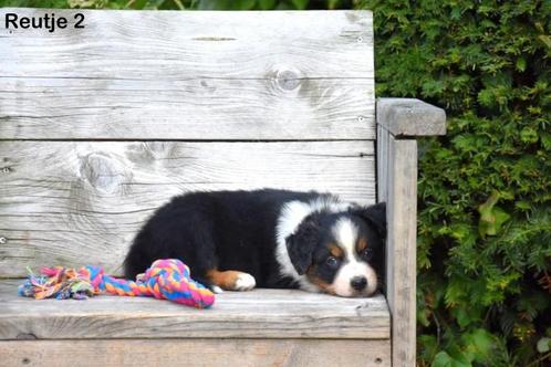 Prachtig tricolor zwart Border Collie pupje, Animaux & Accessoires, Chiens | Bergers & Bouviers, Plusieurs animaux, Colley, Éleveur | Professionnel