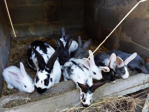 Nest van 9 jonge konijnen voor 70 euro, Dieren en Toebehoren, Konijnen