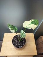 Monstera Thai constelation, Huis en Inrichting, Ophalen of Verzenden