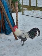 Mooie kweekhaan zilverbrakel, lakenvelder en vorwerk, Dieren en Toebehoren, Pluimvee, Mannelijk, Kip