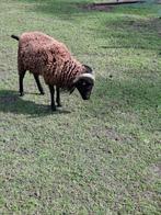 Ouesssant schaap, Dieren en Toebehoren