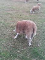 schapen  ooien, Dieren en Toebehoren, Schapen, Geiten en Varkens, Vrouwelijk, Schaap, 0 tot 2 jaar