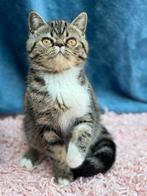 POIL COURT EXOTIQUE, Plusieurs animaux, Vermifugé, 0 à 2 ans