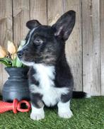 Welsh Corgi Cardigan pup / Corgi pup, Dieren en Toebehoren, Parvo, België, Overige rassen, 8 tot 15 weken