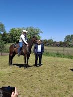 4 jarige Quarter ruin, Dieren en Toebehoren, Paarden, Ruin