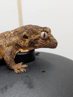 Chahoua gecko jonkie, Animaux & Accessoires, Reptiles & Amphibiens