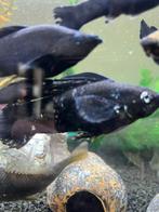 Gratis Warm water visjes, Dieren en Toebehoren, Overige typen, Zoetwatervis