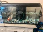 aguarium alles 80/30/40 2 stuks vissen grood, Dieren en Toebehoren, Ophalen of Verzenden, Zo goed als nieuw