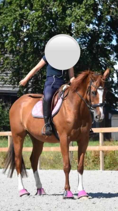 Merrie te koop, Dieren en Toebehoren, Paarden, Merrie, 160 tot 165 cm, 11 jaar of ouder, Recreatiepaard, Met stamboom, Ontwormd