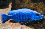 Malawi cichliden Sciaenochromis bleu 5€, Dieren en Toebehoren, Vissen | Aquariumvissen