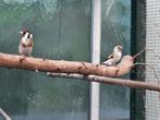 Putters koppel en pop ook witkop, Dieren en Toebehoren, Vogels | Overige Vogels, Meerdere dieren, Wildzangvogel, Geringd
