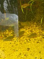 Corydoras sterbai kweekgroep, Dieren en Toebehoren, Vissen | Aquariumvissen, Vis, Zoutwatervis, Schoolvis