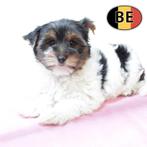Schattige Biewer Yorkshire pups te koop (Belgisch), Dieren en Toebehoren, Yorkshire Terriër, België, Handelaar, CDV (hondenziekte)