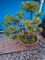 Pin mungo pré bonsaï, Tuin en Terras, Planten | Bomen, Ophalen