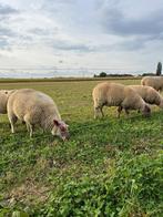 Moutons schapen, Dieren en Toebehoren, Meerdere dieren, Schaap, 0 tot 2 jaar