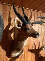 Afrikaanse bushbok, Ophalen, Zo goed als nieuw, Wild dier, Gewei of Kop