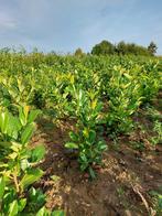 prunus haagplanten, Tuin en Terras, Planten | Struiken en Hagen, Ophalen of Verzenden
