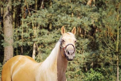 Palomino AQHA merrie, Dieren en Toebehoren, Paarden, Merrie, Niet van toepassing, Minder dan 160 cm, 11 jaar of ouder, Westernpaard
