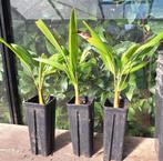 Winterharde palmboompjes Trachycarpus Fortunei., Tuin en Terras, Planten | Tuinplanten, Ophalen