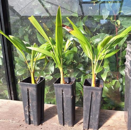 Winterharde palmboompjes Trachycarpus Fortunei., Tuin en Terras, Planten | Tuinplanten, Ophalen