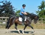 Fijn dressuurpaard Florencio x Vivaldi, Dieren en Toebehoren, Paarden, Dressuurpaard