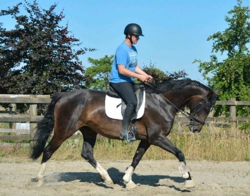 Fijn dressuurpaard Florencio x Vivaldi, Dieren en Toebehoren, Paarden, Dressuurpaard