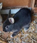 Dwergkonijn, Dieren en Toebehoren, Mannelijk, Dwerg