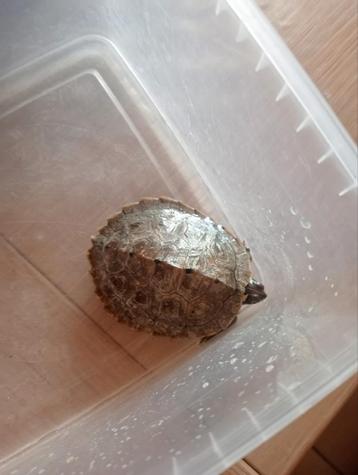 Waterschildpad schildpadden aquarium 2 stuks beschikbaar voor biedingen