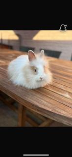 Teddy-dwerg, Dieren en Toebehoren, Konijnen, Dwerg