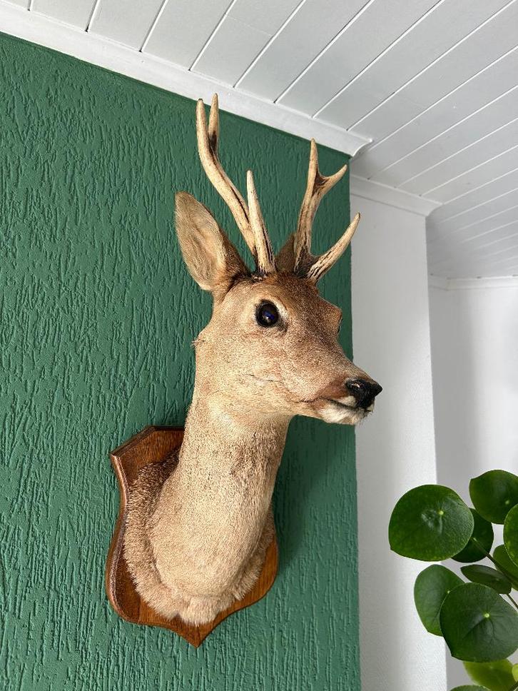 Opgezette reebokkop, Verzamelen, Dierenverzamelingen, Zo goed als nieuw, Opgezet dier, Hert, Ophalen