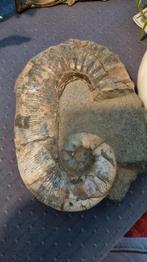 Ammoniet fossiel, Verzamelen, Mineralen en Fossielen, Ophalen