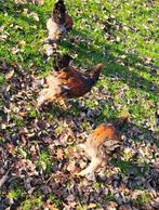 8 Brahma groothoender hanen, Dieren en Toebehoren