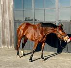 Ideaal amateur paard, Animaux & Accessoires, Chevaux, Débourré, Moins de 160 cm, Avec pedigree, Cheval de saut