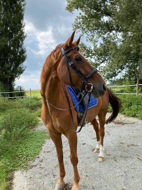Adoptiepaard weidemaatje, Dieren en Toebehoren, Paarden, Ruin, 170 tot 175 cm, 11 jaar of ouder, Dressuurpaard, Met stamboom, Gechipt