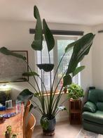 Strelitzia nicolai, Huis en Inrichting, Kamerplanten, Ophalen