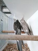 Kweekrijpe valkparkieten, Meerdere dieren, Parkiet, Geringd