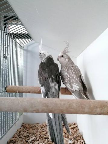 Kweekrijpe valkparkieten beschikbaar voor biedingen