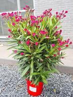 Nerium Oleander P26, Ophalen