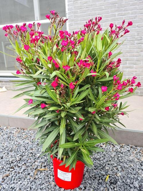 Nerium Oleander P26, Tuin en Terras, Planten | Tuinplanten, Ophalen